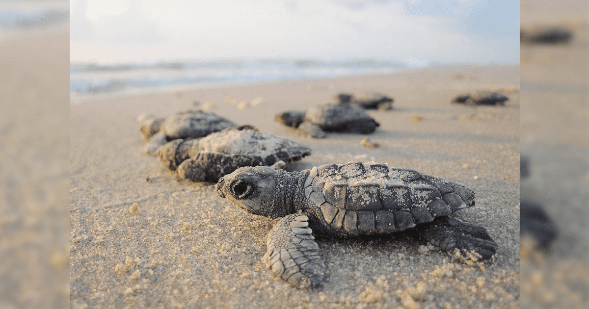 Te Gustan Las Tortugas Marinas Conoce Datos Curiosos Sobre Ellas