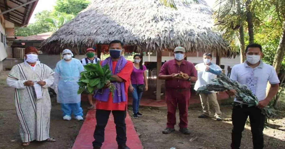 Matico la planta medicinal que alivia algunos síntomas de la Covid 19