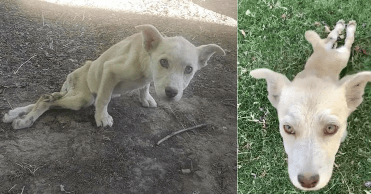 Denuncian que hombre le disparó en la pierna a cachorra y no la