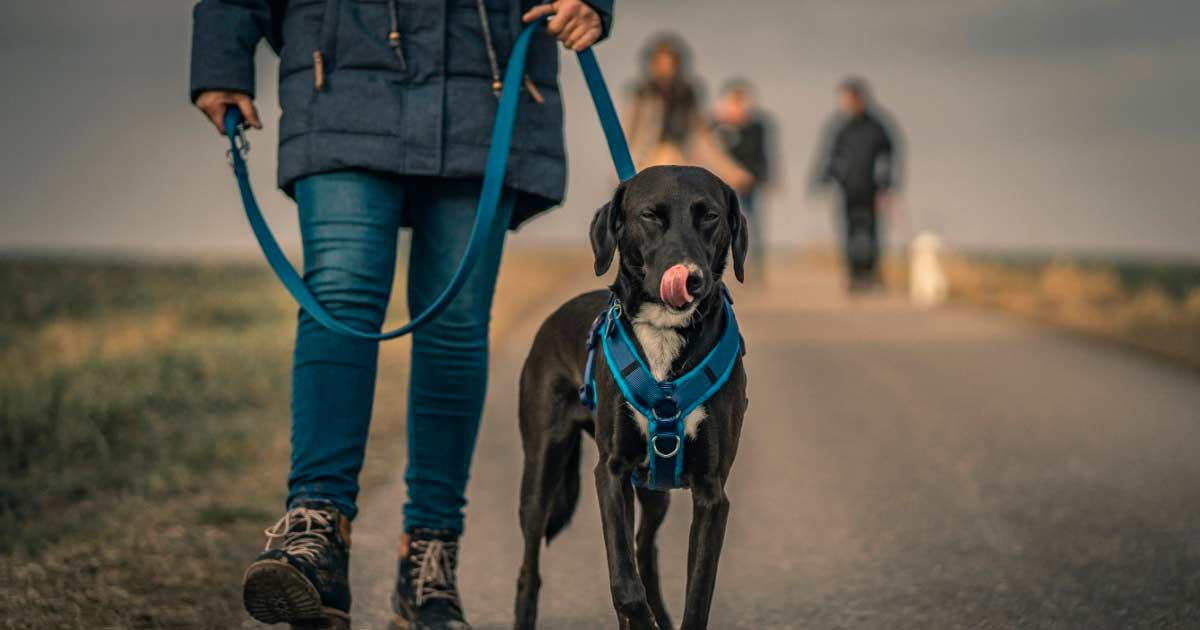 El collar o arnés Cuál es la mejor opción para los perros