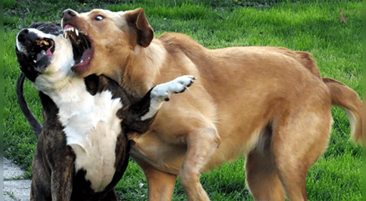 Cómo debemos actuar frente a una pelea de perros