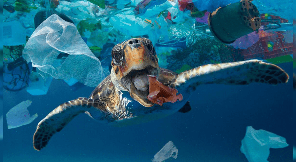 Estos animales sufren mucho por la contaminación con plástico FOTOS