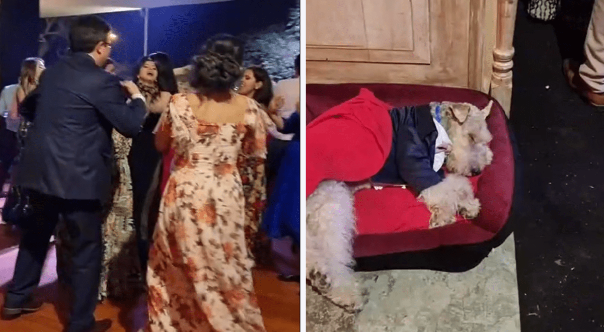 Viral Perrito Causa Furor Por Quedarse Dormido Durante La Celebraci N