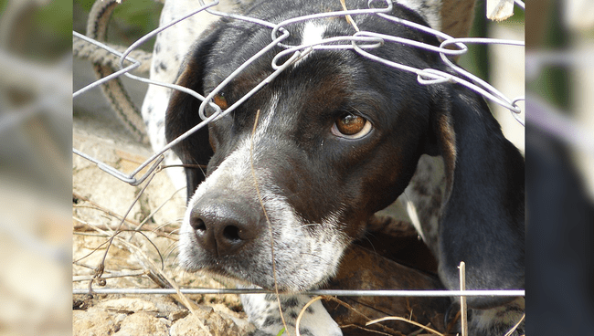 Conoce El M Todo De Tellington Para Relajar A Tu Mascota Del Ruido De