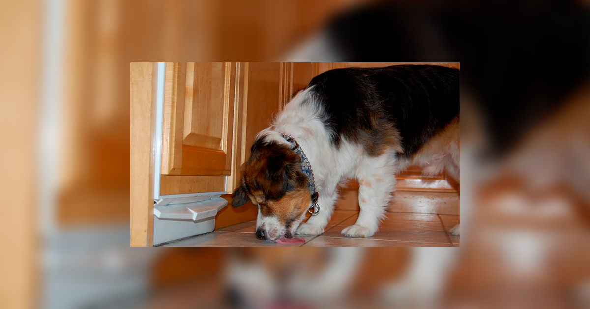 ¿Por qué los perros lamen el suelo? ¡Te lo explicamos!