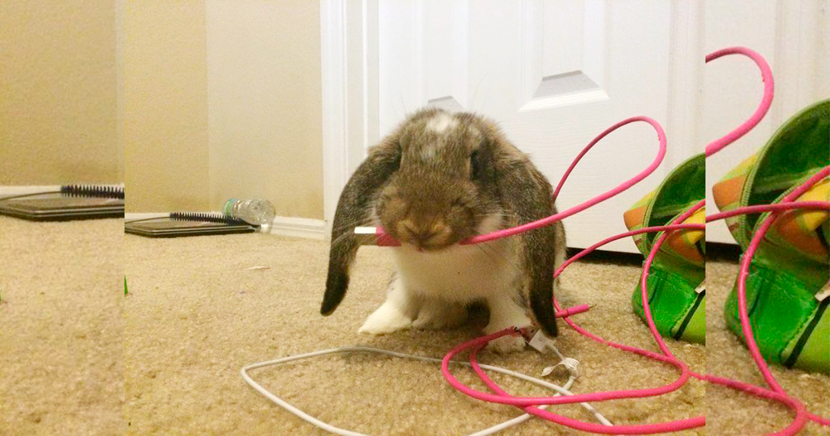 Tips para evitar que el conejo y otros roedores muerdan los cables