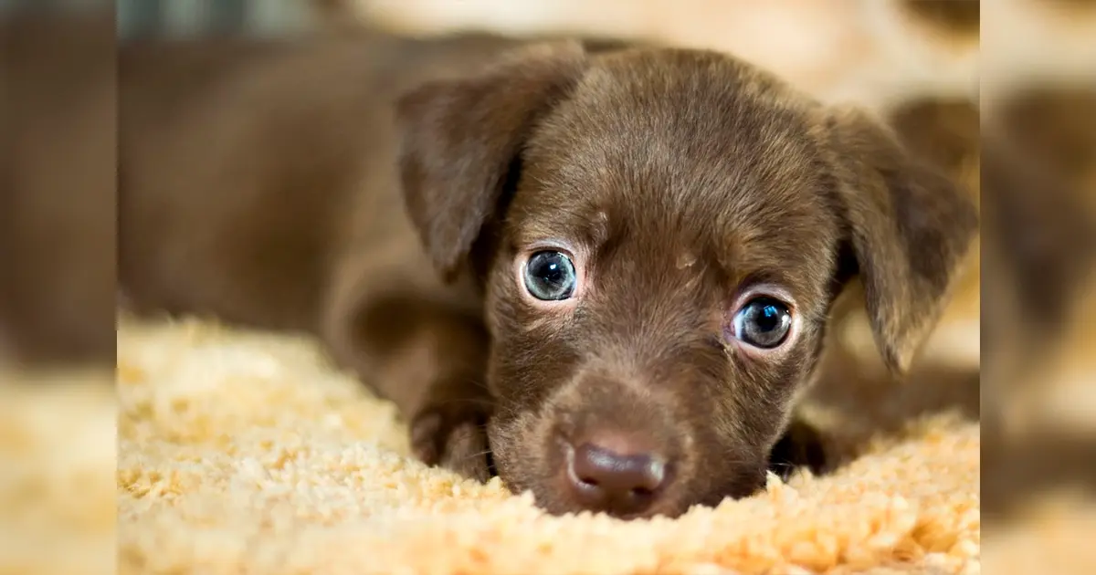 ¿Adoptarías un perrito por Año Nuevo? Te mostramos 20 nombres