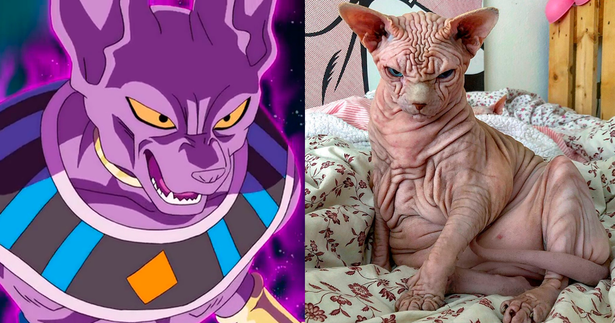 Conoce a Xherdan, el gato de raza Sphynx que es comparado con ‘Bills