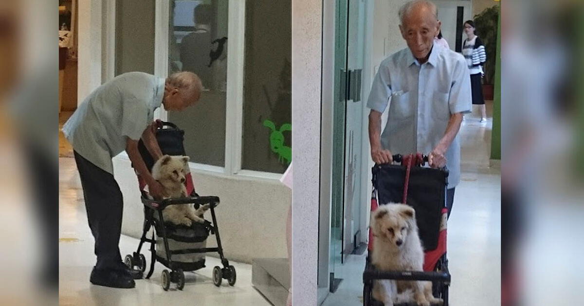 Abuelito lleva a su perro en coche de bebé y tierna escena enamora en ...