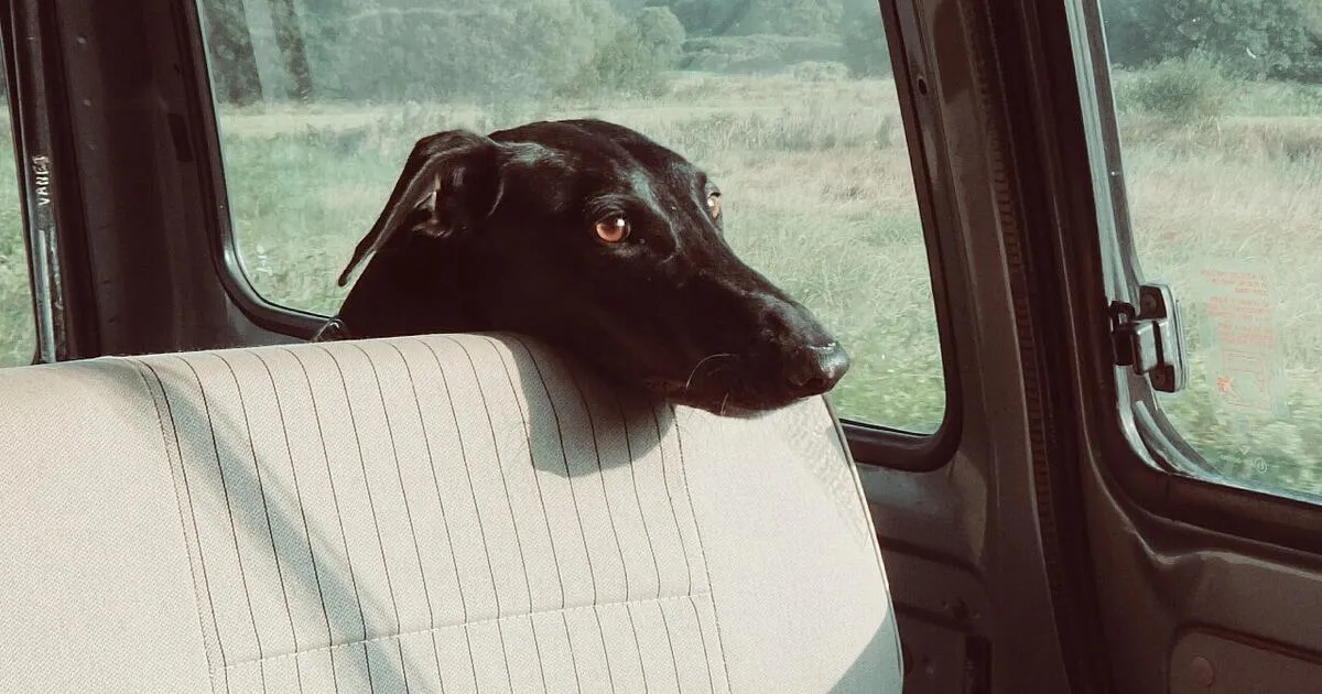 Perro Callejero Se Sube Al Auto De Una Pareja Y Se Niega A Bajar Por Insólita Razón