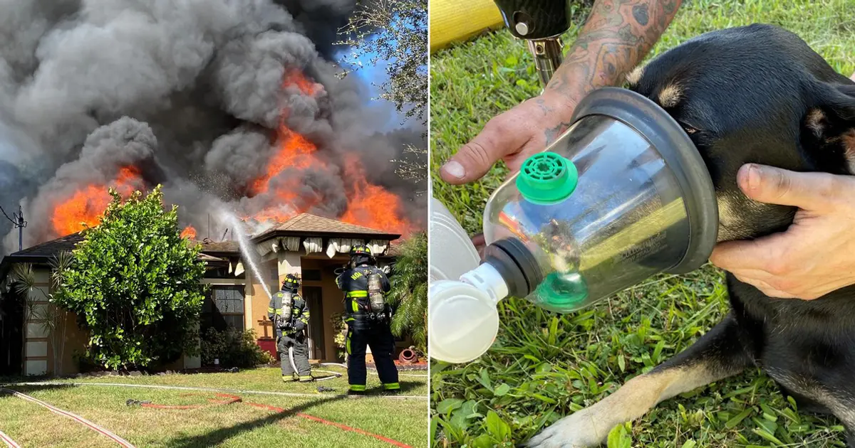 Bomberos logran rescatar a un perro atrapado en una casa en llamas