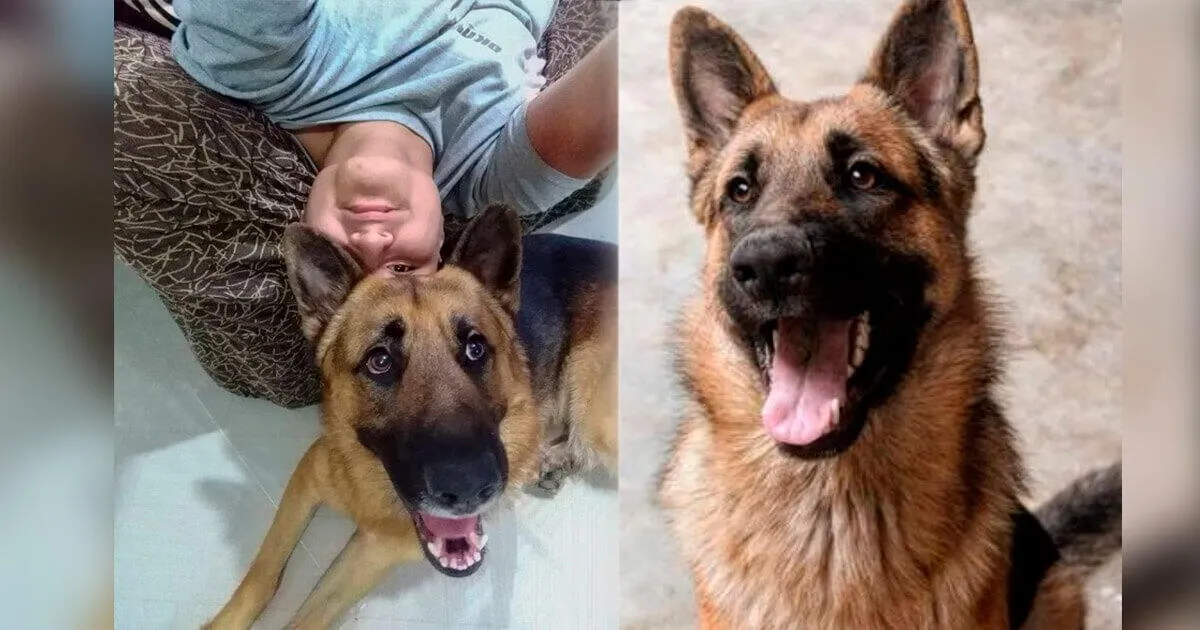 "Extraño mucho a mi Boss": Familia busca desesperadamente a su perro ...