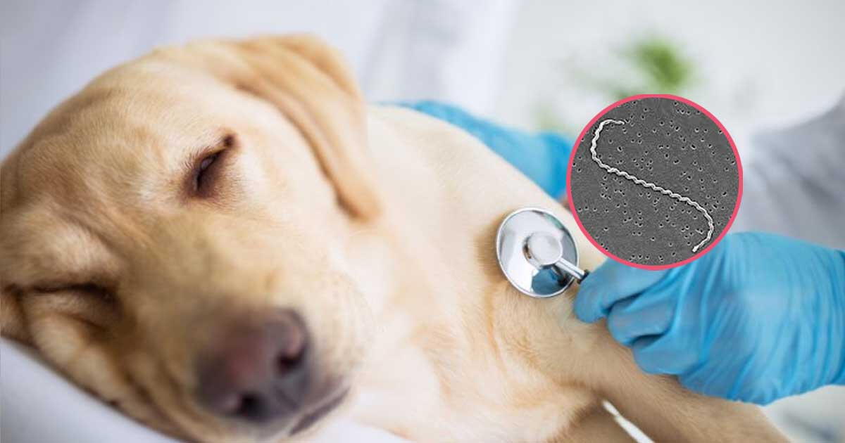 Leptospirosis canina: conoce los síntomas y cómo solucionarlo