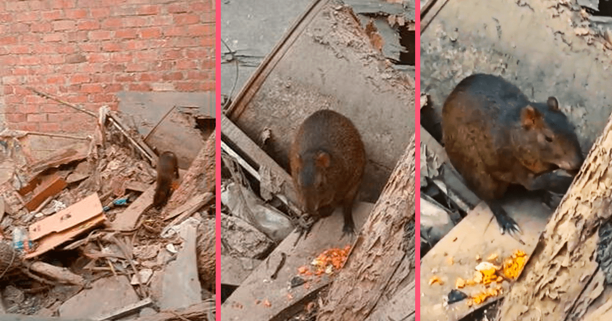 Peruano inspeccionaba terreno abandonado pero se choca con colosal ...