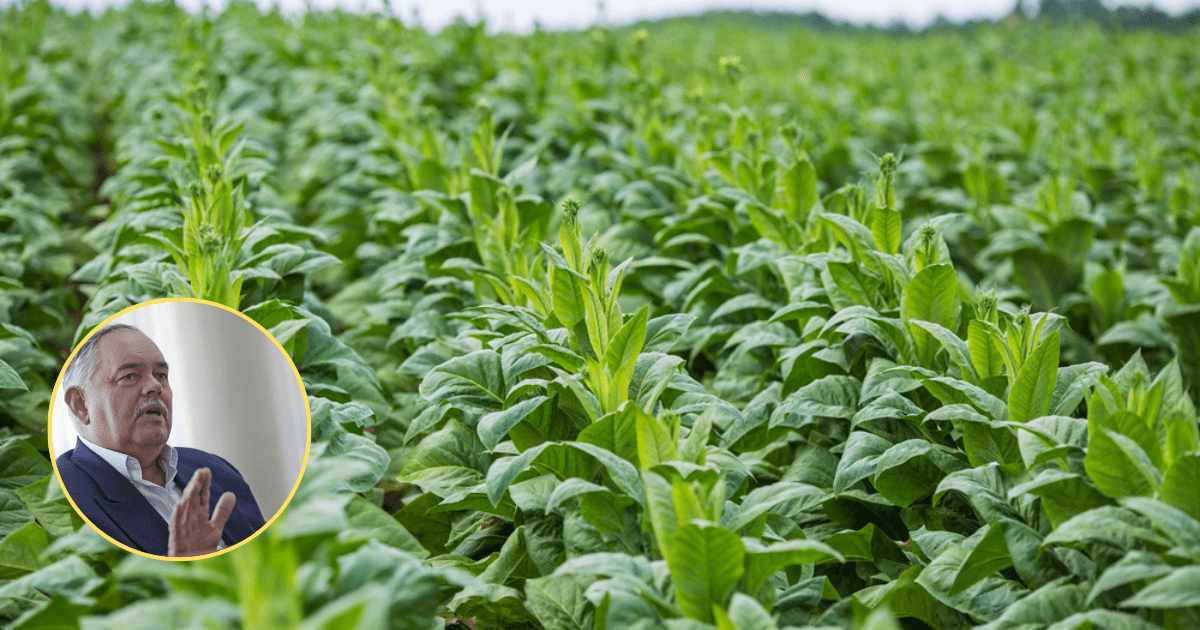 Estos son todos los beneficios de la alfalfa y sus propiedades
