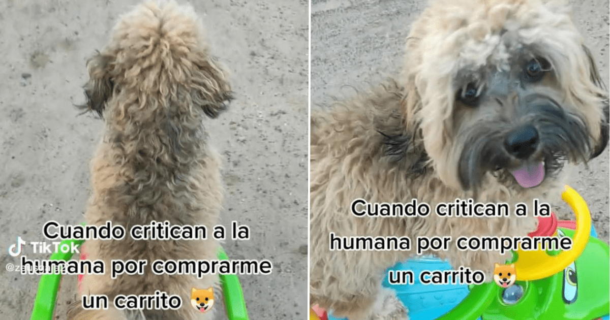 Joven es criticado por llevar a su perrito en coche de juguete: "Los ...