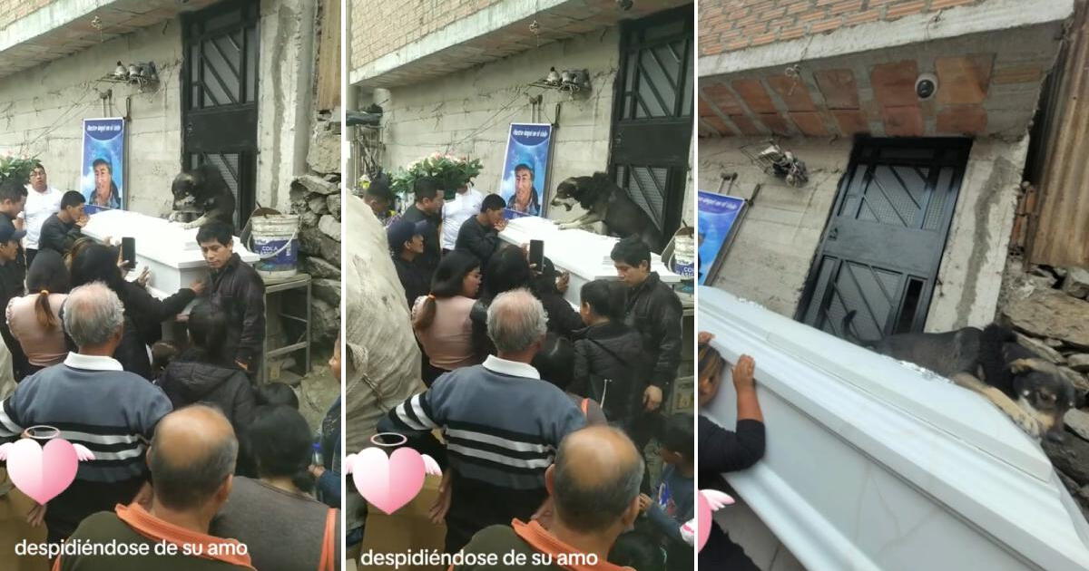 TikTok: perro se despide de su dueño en su funeral y conmueve a usuarios