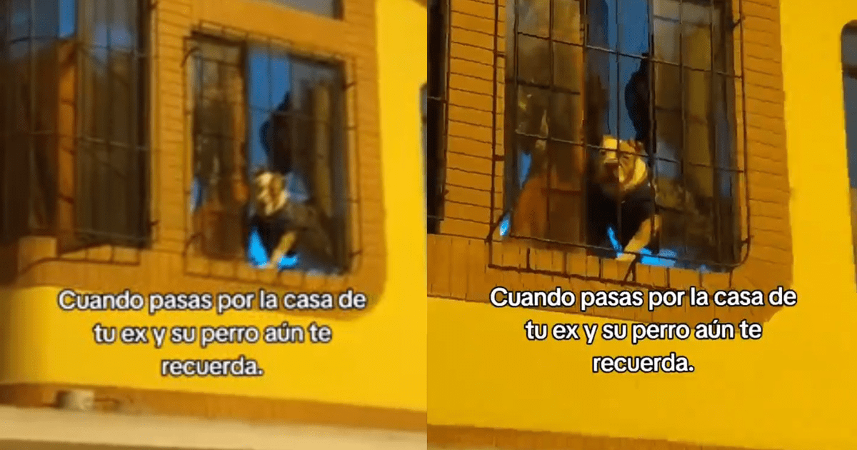 Joven pasa por la casa de su expareja y la reacción de la mascota ...