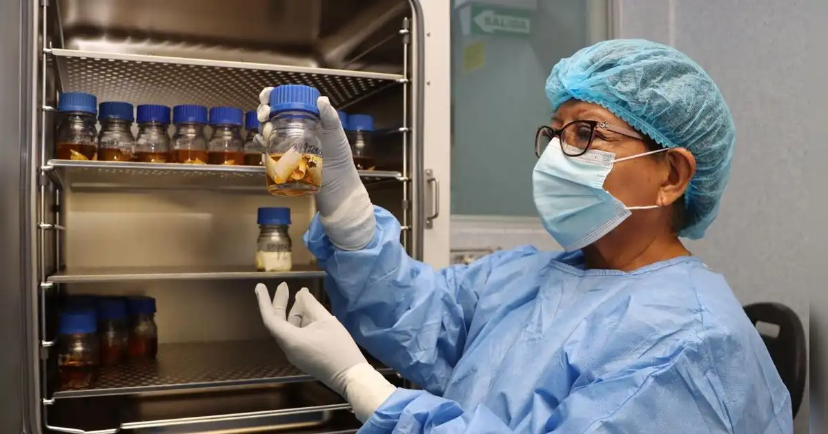 IPEN supera los 59 mil apósitos biológicos para atender quemaduras