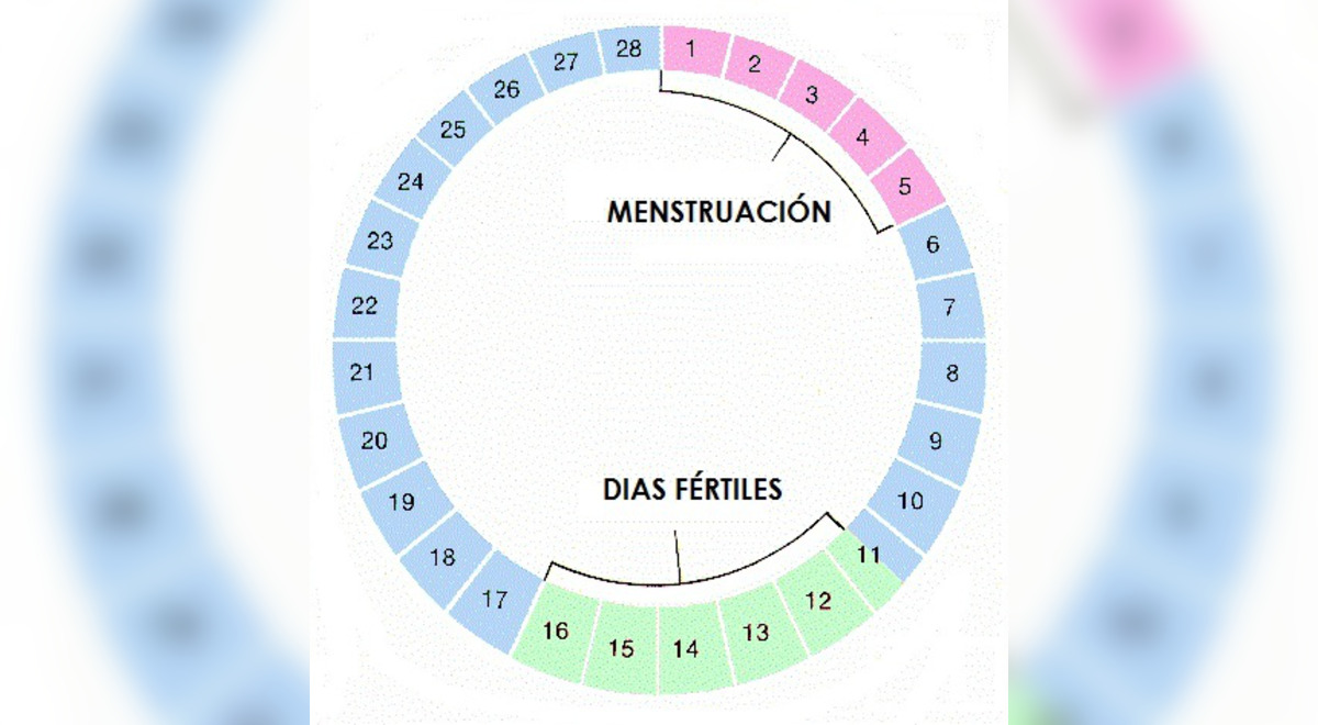 ¿sabe Cómo Identificar Tu Periodo Fértil Del Ciclo Menstrual Nosotras Te Enseñamosemk 5066