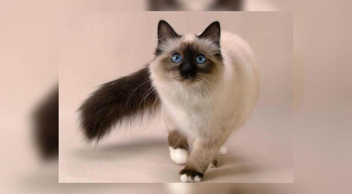 Gato Mueve La Cola Cuando Lo Acaricio