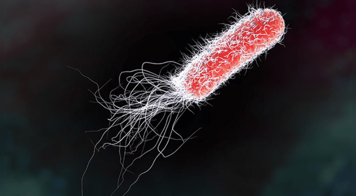 Cient Ficos Revelan Que La Bacteria E Coli Tiene Efectos   Noticia Bacteria E Coli Anemia Salud Beneficios 