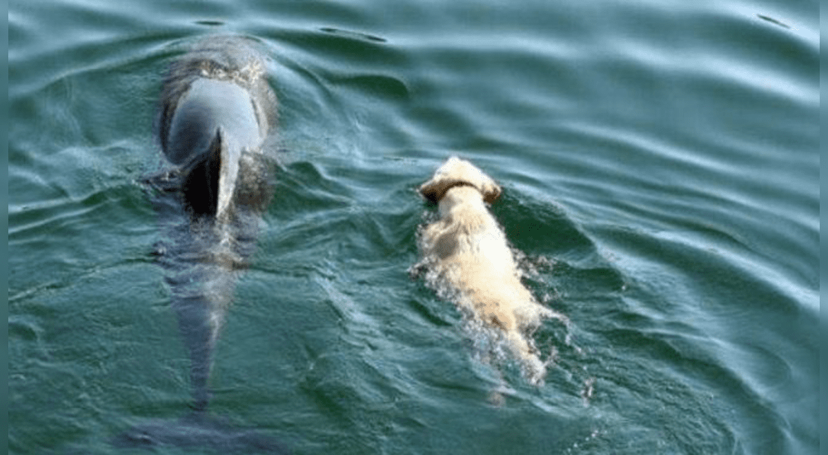 Perro se lanza al mar todos los días para reunirse con simpático amigo