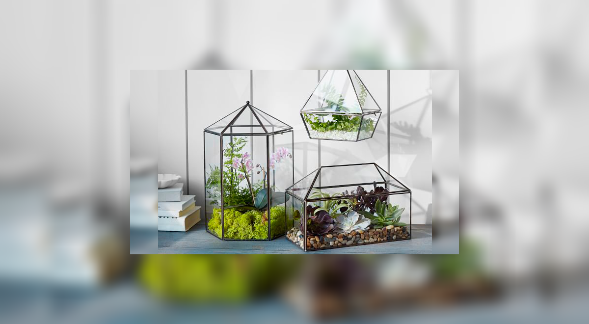 ¡Mini jardín! Aprende a hacer un terrario