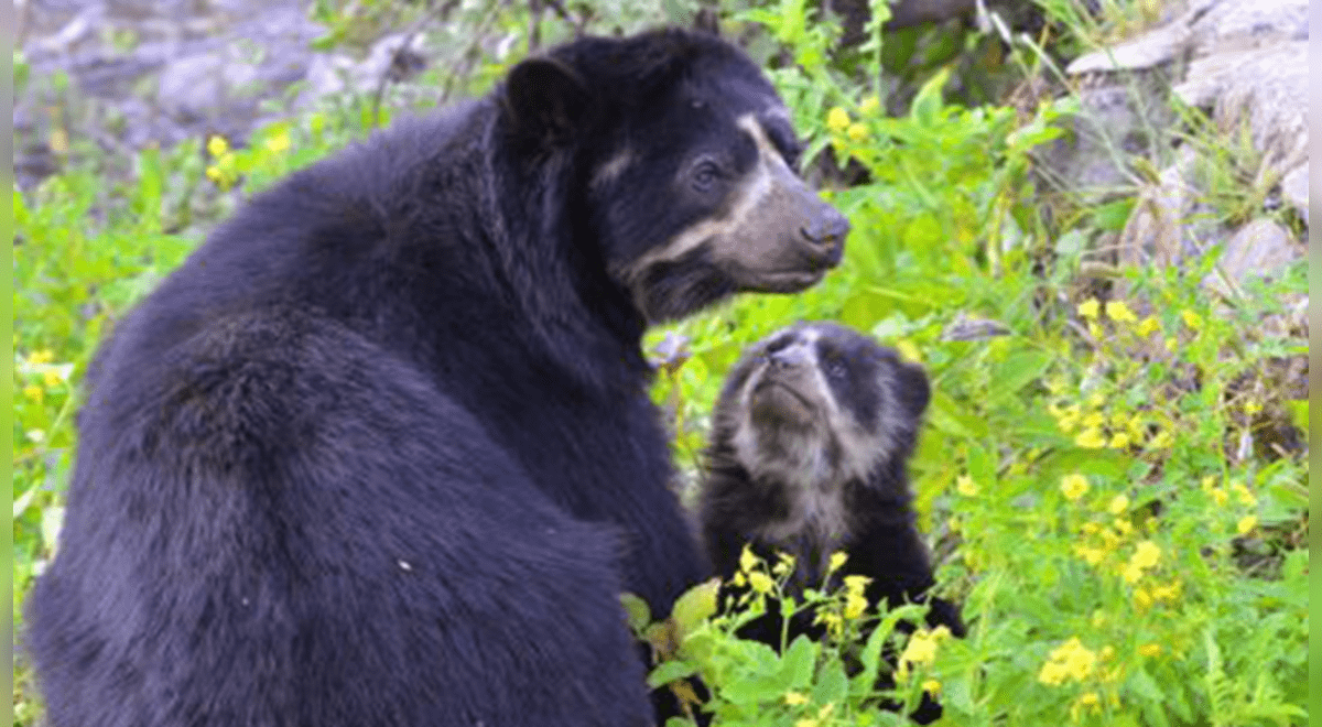 ¡A Proteger Al Oso Andino! Publican Guía Para Asegurar Su Supervivencia