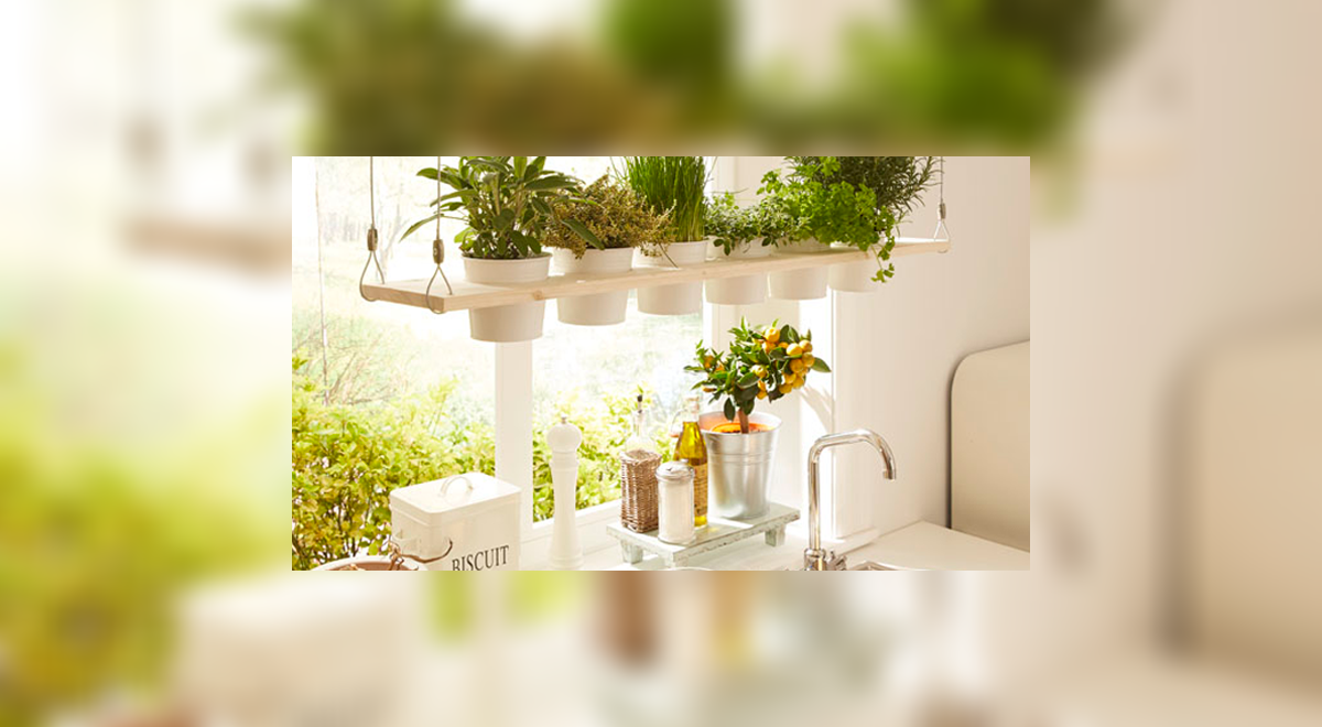 ¡Infaltables de cocina! 4 plantas para aromatizar tu espacio de