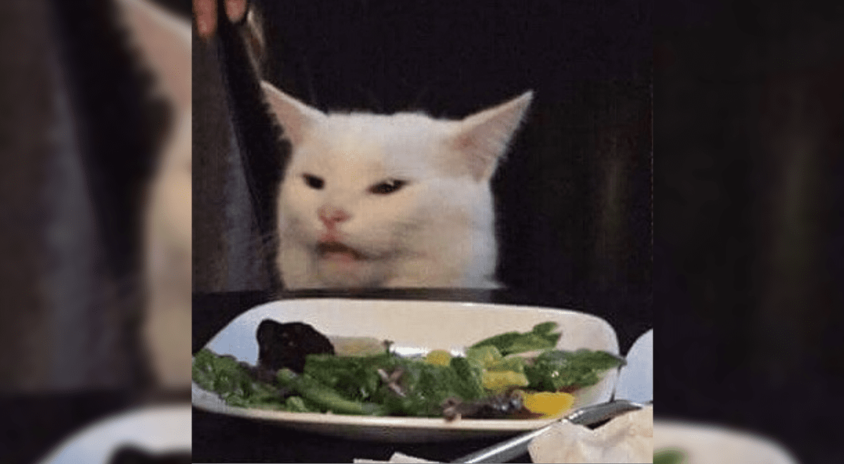Smudge Lord: el gato del meme en la mesa tiene su cuenta ...