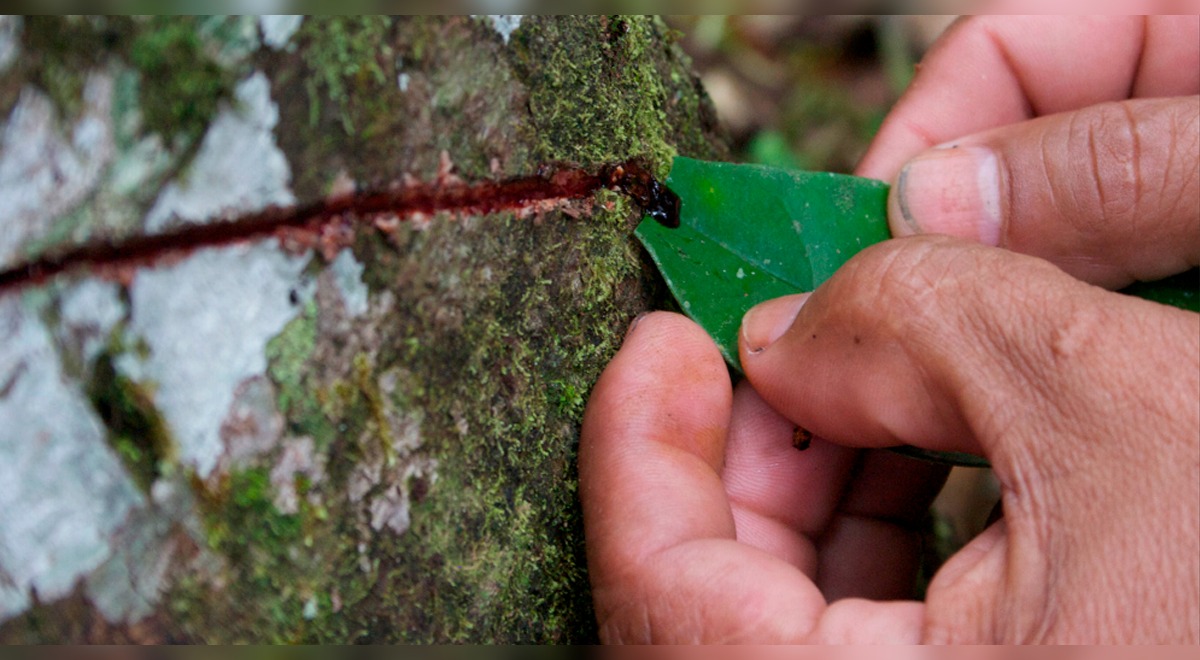 Con estos rituales de sangre de grado podrás alejar la