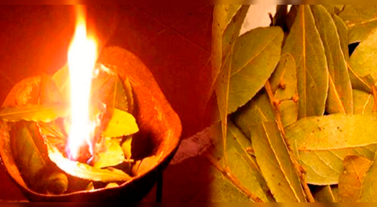 Mira aquí los mejores rituales con laurel para atraer lo que tú desees