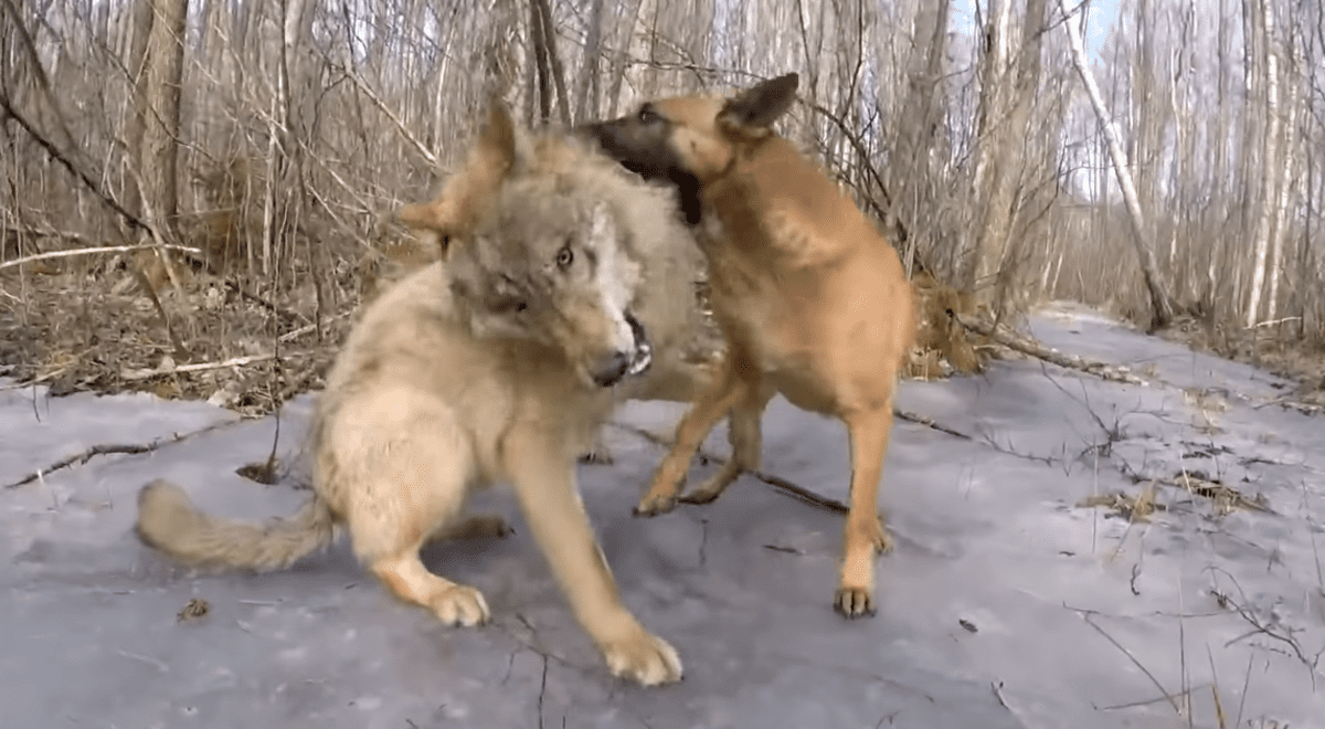 Video muestra cómo reacciona un perro luego de conocer a su primo perdido  [VIDEO]