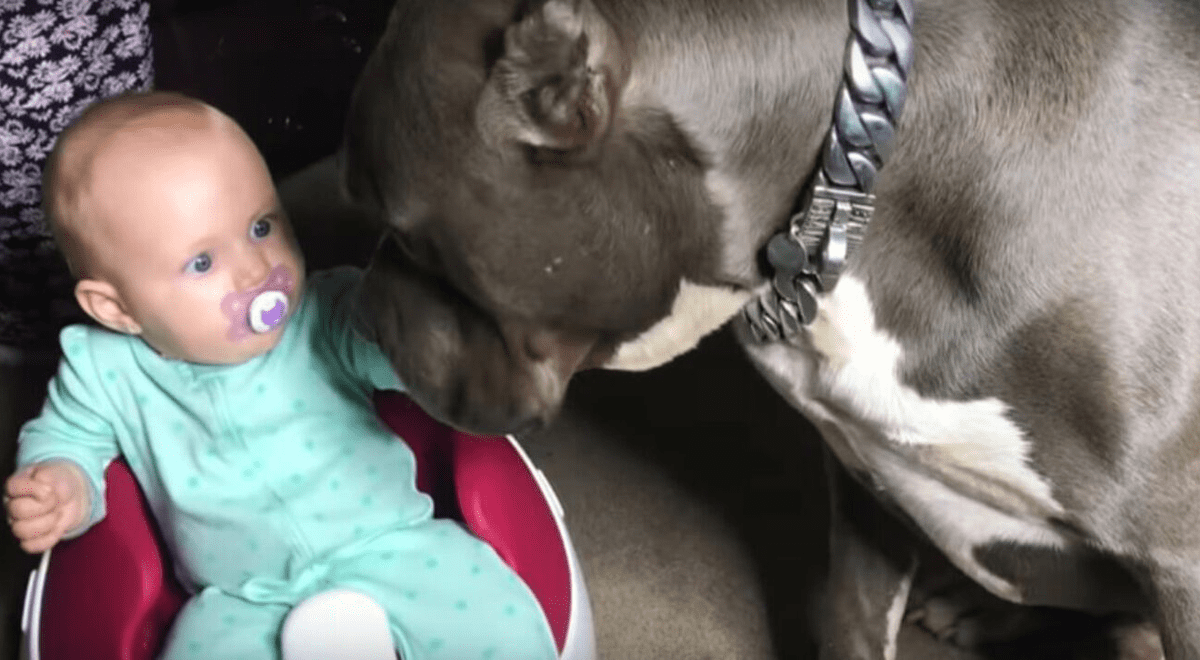 Pitbull Se Devora A Besos A Bebe Recien Nacido Video