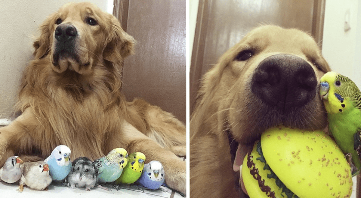 Golden Retriever Y Su Peculiar Manada Conformada Por Pajaros Y Un Bello Hamster Fotos