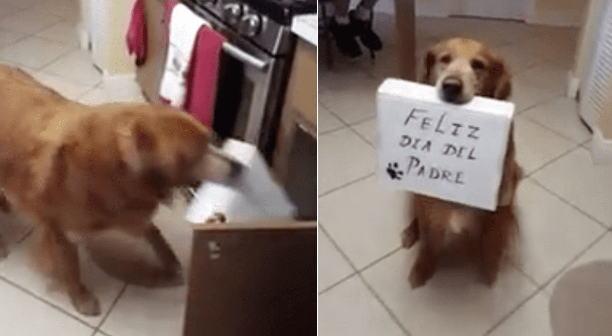 Golden retriever celebra el Día del Padre con una emotiva sorpresa para su  dueño [VIDEO]