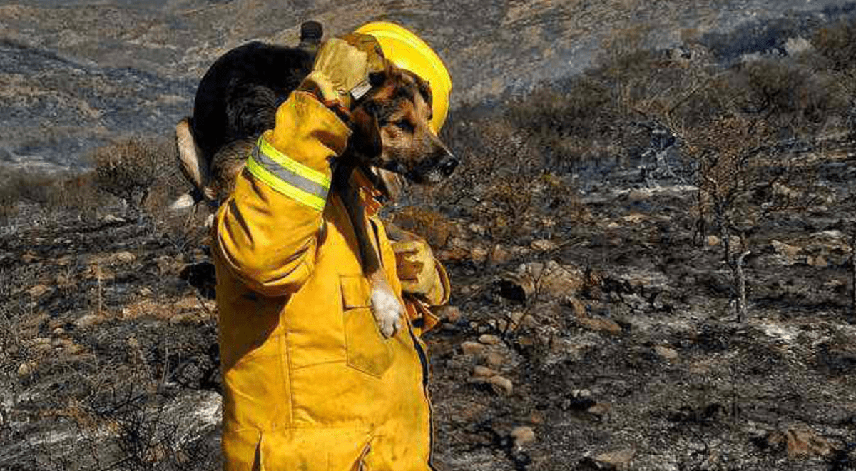 Bombero Arriesgó Su Vida Para Rescatar A Un Perro Con La Patita Quemada ...