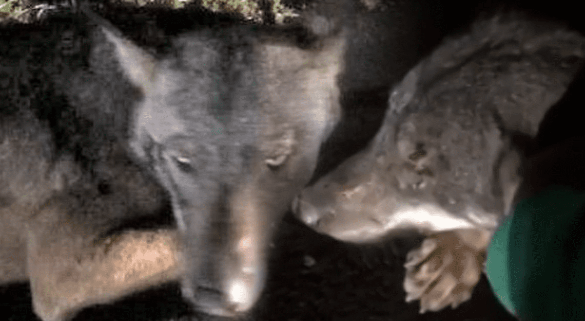 Mujer arriesga su vida por salvar a lobo herido al borde de la carretera