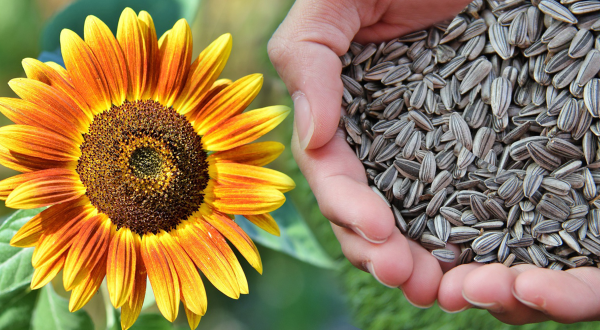 Semillas de girasol desintoxican y limpian el organismo