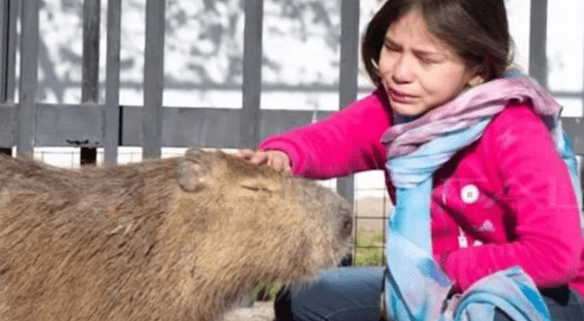 Envenenaron a Pancho, el capibara de una niña de ocho años que luchó por su  libertad