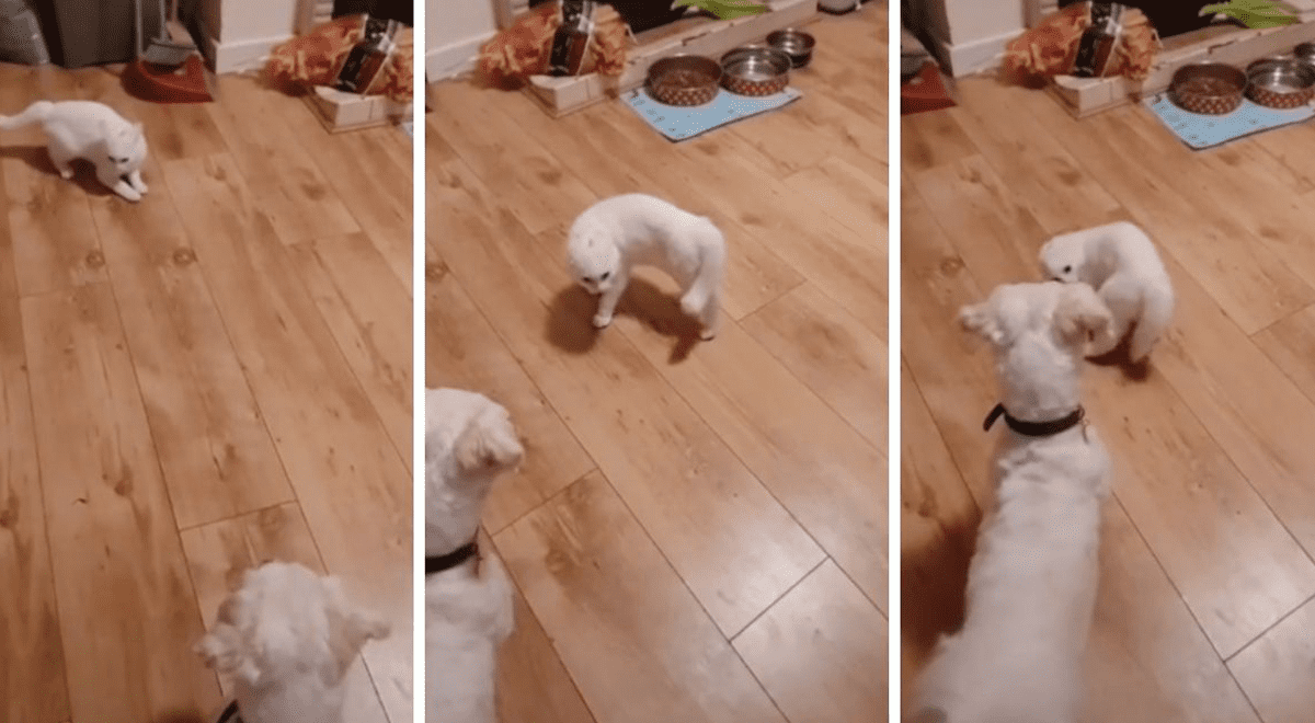 Gato Y Perro Bailan Tango Con Singular Escena Que Se Volvió Viral En Tiktok