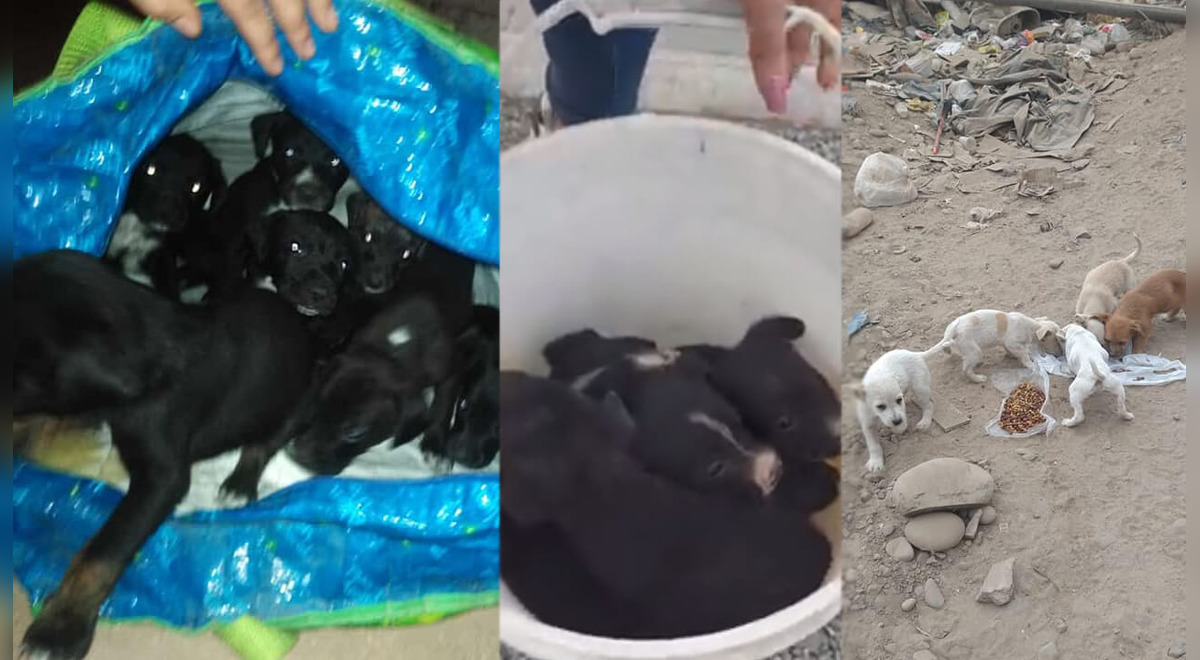 Hombre rescata a 19 cachorros abandonados en bolsas en Cono Norte y Callao Hombre rescata a 19 cachorros abandonados en bolsas en Cono Norte y Callao