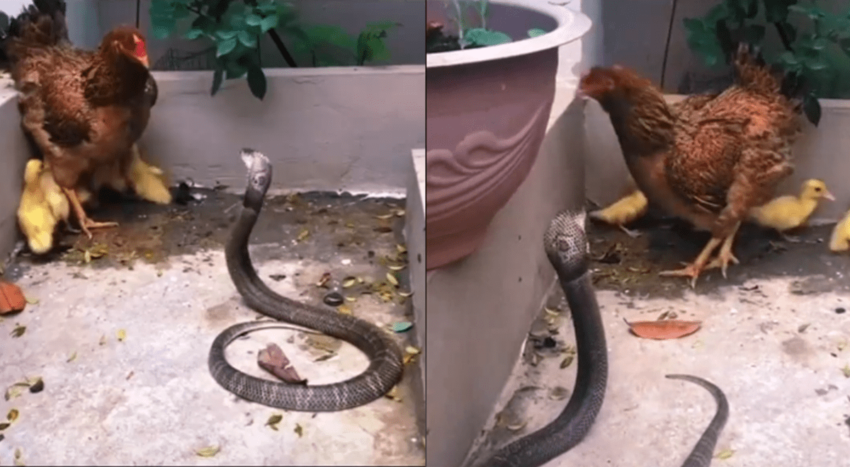 Gallina se enfrentó a peligrosa cobra que intentaba comerse a unos patitos huérfanos Gallina se enfrentó a peligrosa cobra que intentaba comerse a unos patitos huérfanos
