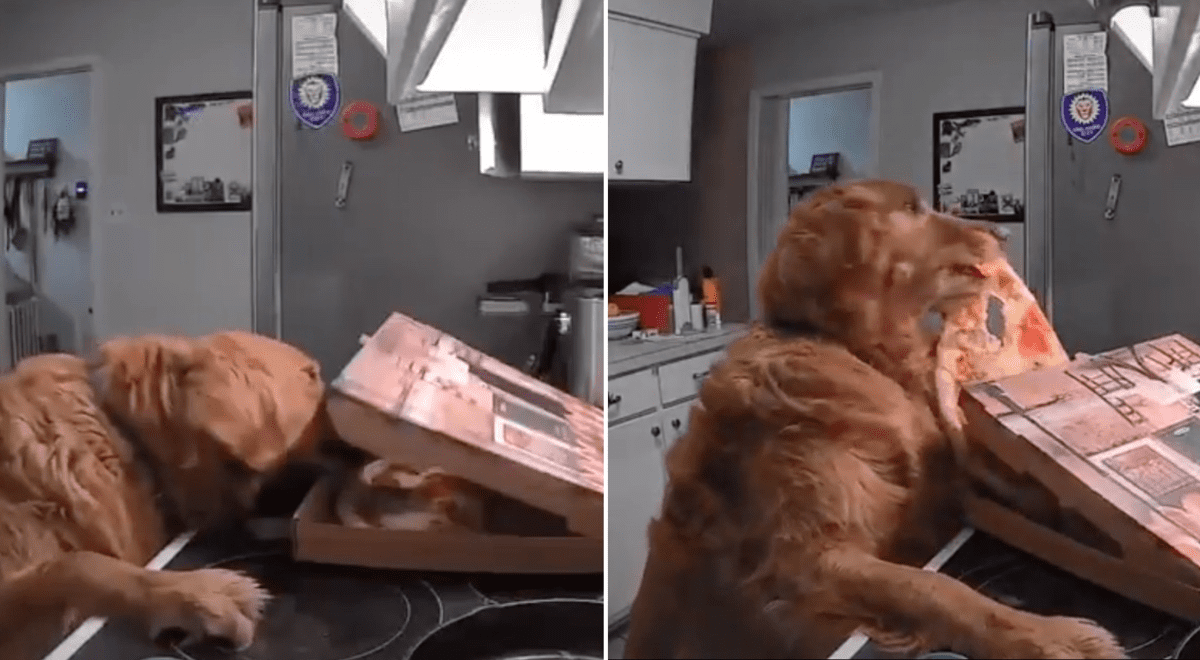 Captan a perro entrar a la cocina y robar una caja de pizza recién comprada por su dueña Captan a perro entrar a la cocina y robar una caja de pizza recién comprada por su dueña