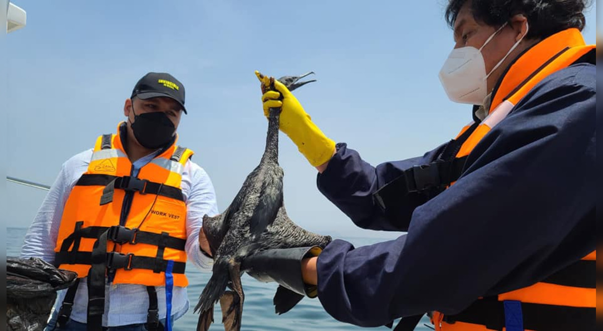 Fotos de la tragedia Conoce los animales afectados por el derrame de