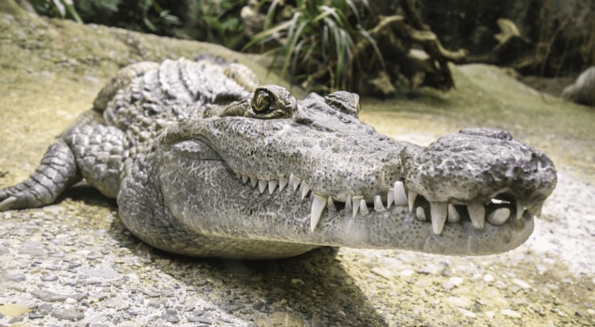 Cocodrilo se traga a un niño mientras jugaba en el río y su mamá pide que  lo maten [VIDEO]