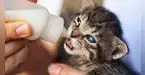 ¿Acabas de adoptar un gato cachorro y no sabes cómo alimentarlo?  3 nutrientes que no pueden faltarle