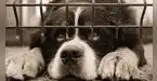 ¿Una sola mascota en casa? Esta ciudad peruana aprueba medida y genera debate