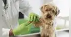 Campaña veterinaria gratis este 16 de mayo: revisa dónde atenderán y qué servicios ofrecerán